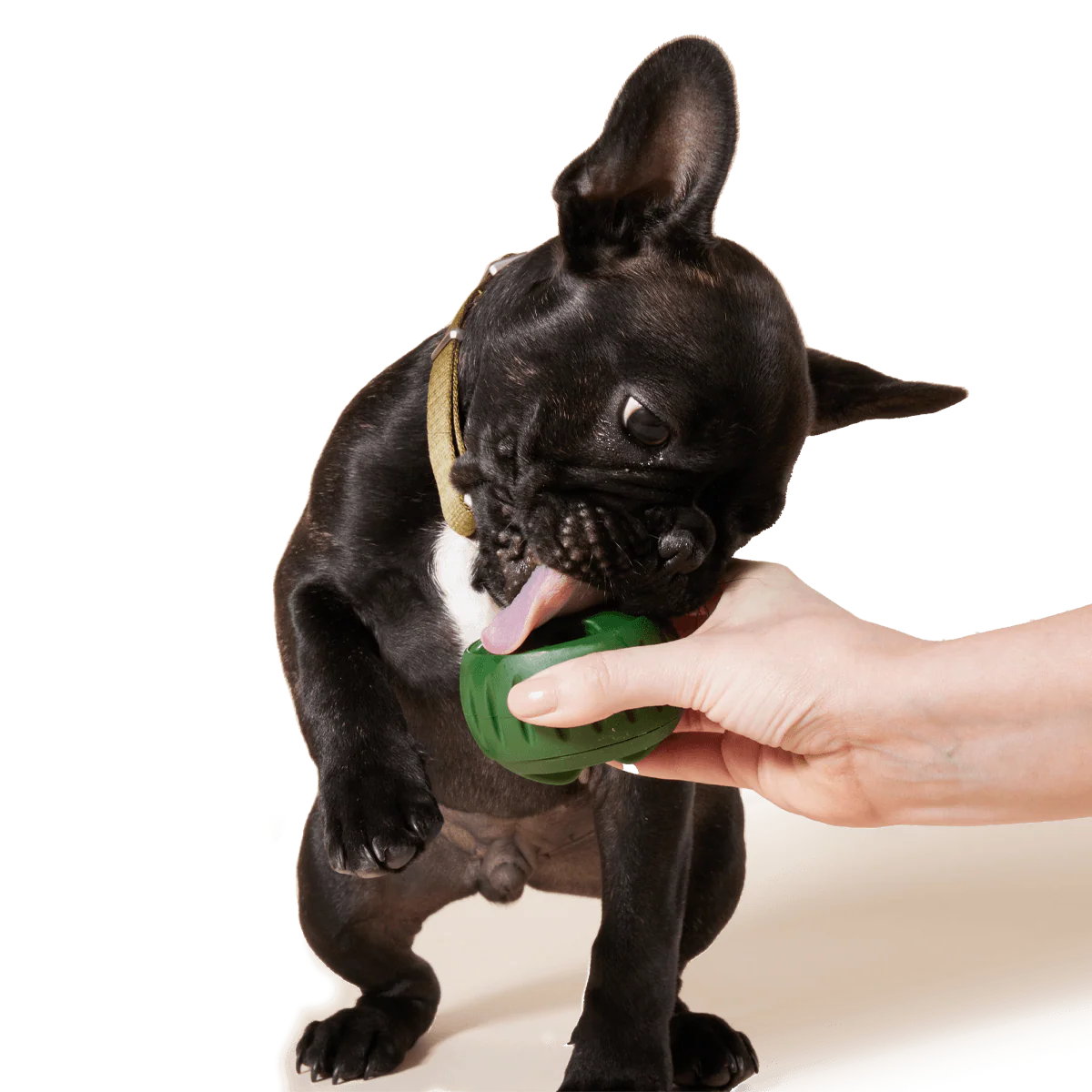 Pupsicle Treat Tray - Image 4